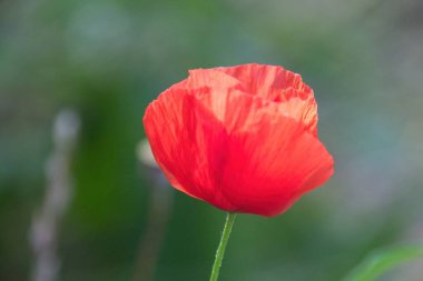 Baharda kırmızı haşhaş çiçeği