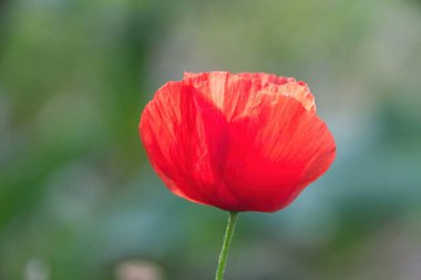 Baharda kırmızı haşhaş çiçeği