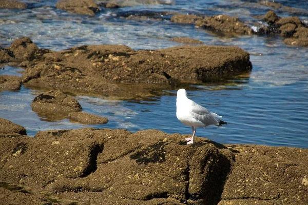 Seagull Rocks — Stock Photo, Image