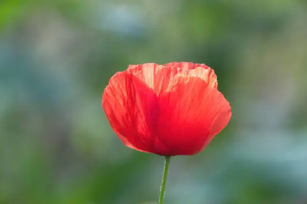 Red Poppy Flower Spring — Stock Photo, Image