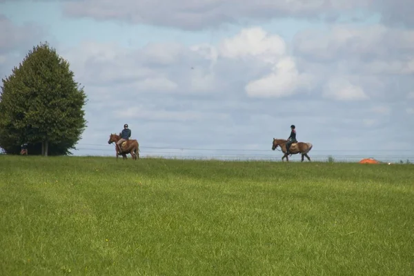 Paarden Een Weide — Stockfoto