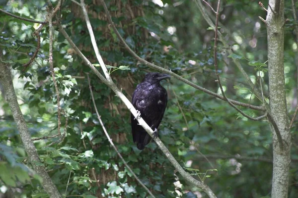 Μαύρο Κοράκι Στο Δέντρο — Φωτογραφία Αρχείου