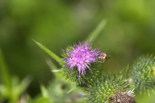 Μέλισσα Στο Γαϊδουράγκαθο Στη Γαλλία — Φωτογραφία Αρχείου