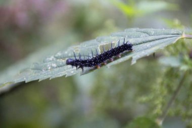 Yaprağın üzerinde tırtıl