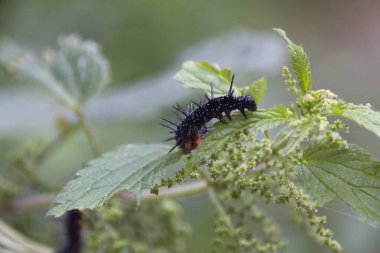Yaprağın üzerinde tırtıl