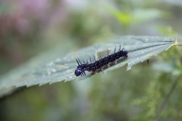 Caterpillar บนใบไม — ภาพถ่ายสต็อก