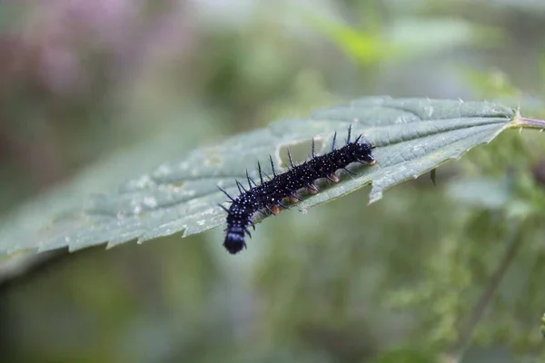 Caterpillar บนใบไม — ภาพถ่ายสต็อก