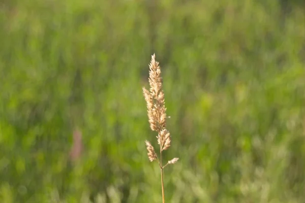 Close Wheat Ears — Stock Photo, Image