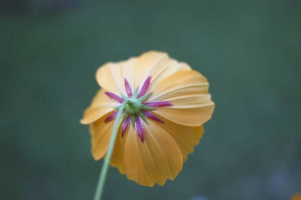 Fleur Jaune Dans Jardin — Photo