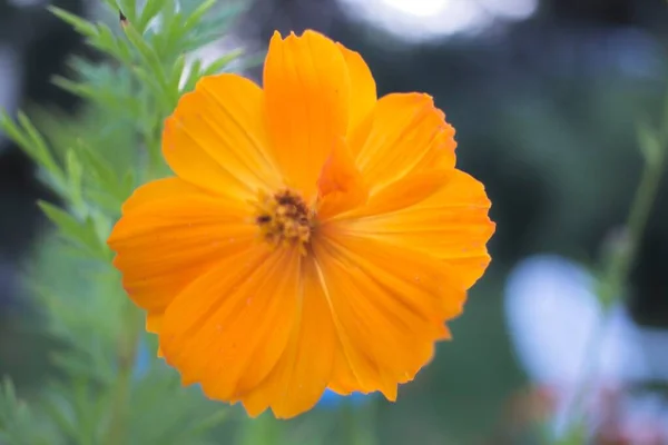 Flor Amarela Jardim — Fotografia de Stock