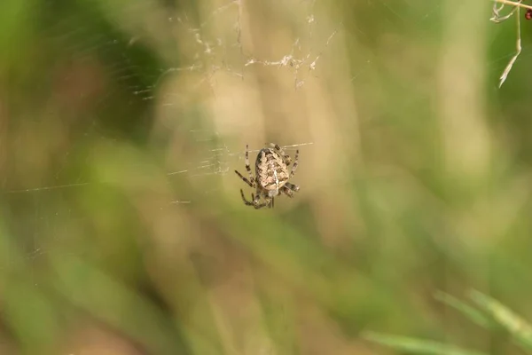 Aranha Uma Folha — Fotografia de Stock