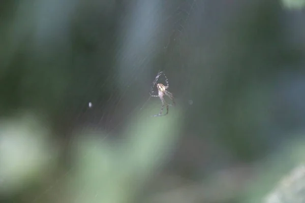 Павук Листі — стокове фото
