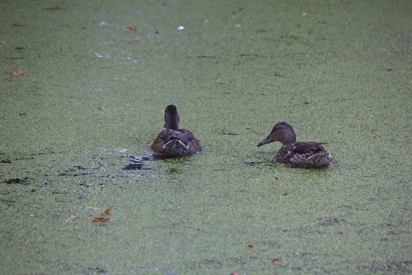 Enten Auf Dem Wasser — Stockfoto