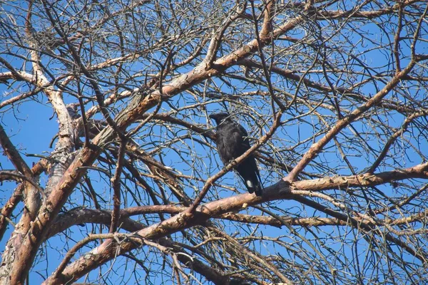 Corbeau Sur Une Branche — Photo