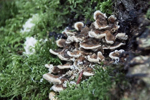 Pilz Auf Einem Baumstamm — Stockfoto