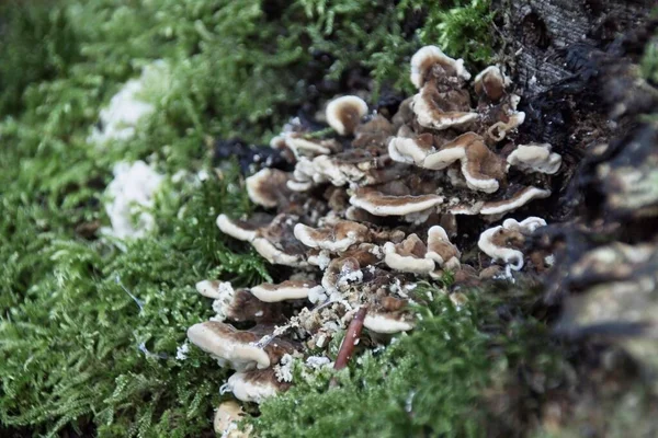 Champiñones Tronco Árbol — Foto de Stock