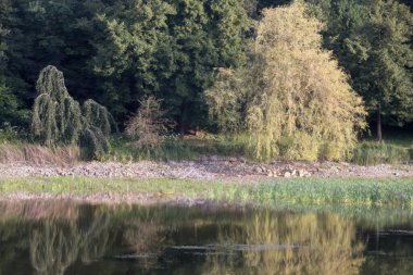 Göldeki ağaçların yansıması