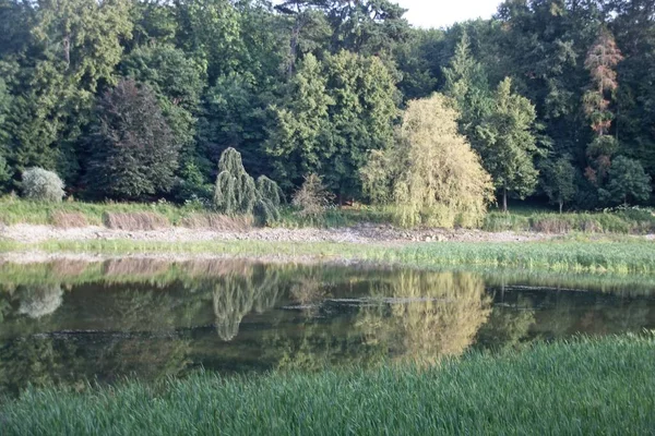 Riflessione Degli Alberi Nel Lago — Foto Stock