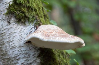 bir ağaç üzerinde mantar