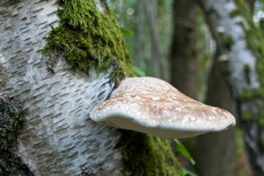 bir ağaç üzerinde mantar