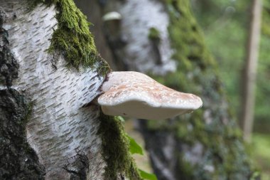 bir ağaç üzerinde mantar