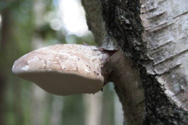 bir ağaç üzerinde mantar