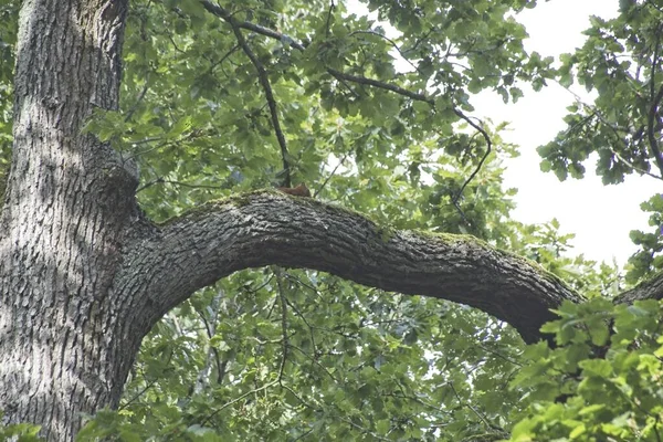 Arbre Dans Forêt — Photo