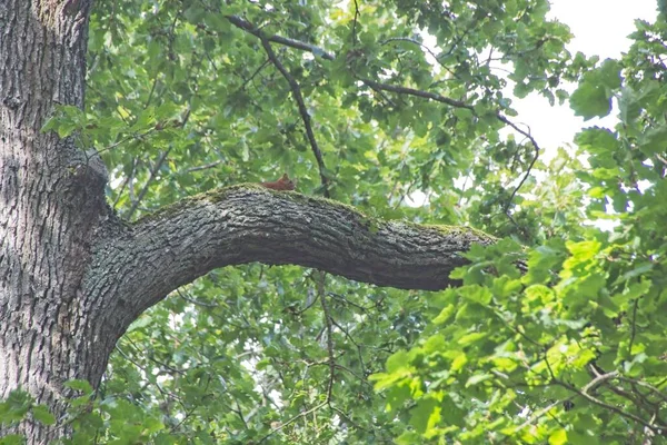 Arbre Dans Forêt — Photo