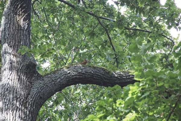 Arbre Dans Forêt — Photo