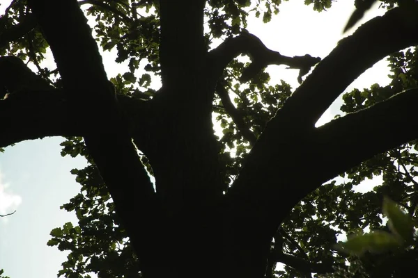 Boom Het Bos — Stockfoto