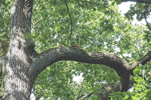 Arbre Dans Forêt — Photo