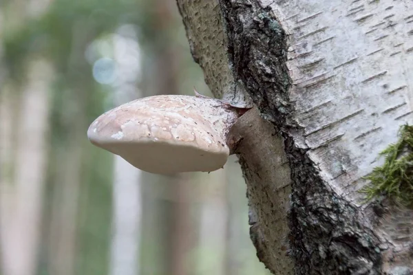 Fungo Albero — Foto Stock