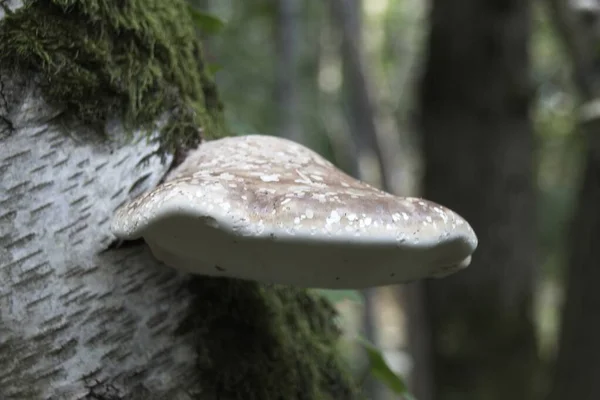 Cogumelo Uma Árvore — Fotografia de Stock