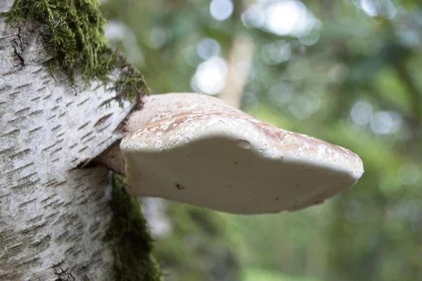 Paddestoel Een Boom — Stockfoto