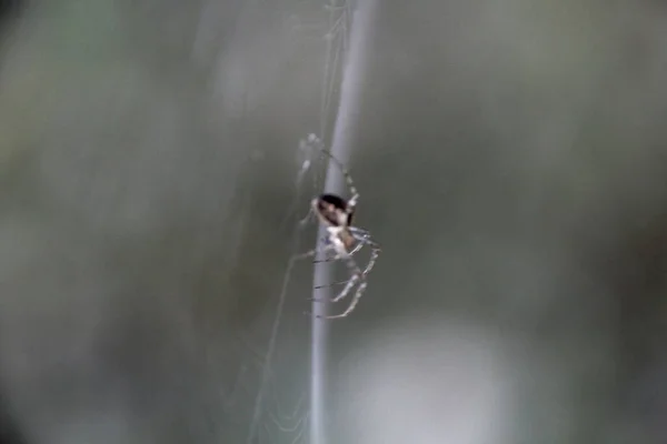 Aranha Teia — Fotografia de Stock