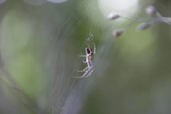 Αράχνη Στον Ιστό — Φωτογραφία Αρχείου