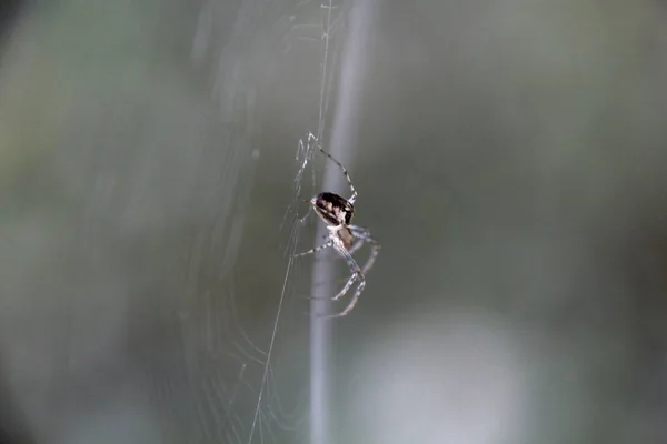 Ragno Sul Web — Foto Stock