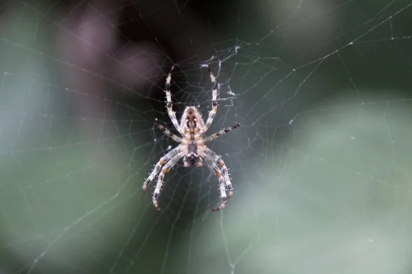 Ragno Sul Web — Foto Stock