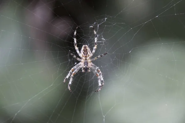 Ragno Sul Web — Foto Stock