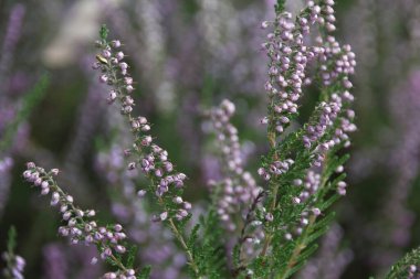 Bahçedeki lavanta çiçekleri