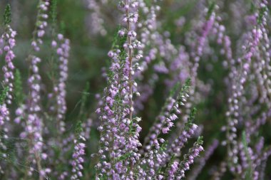 Bahçedeki lavanta çiçekleri