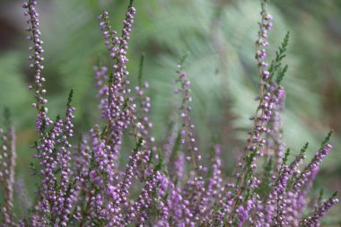 Bahçedeki lavanta çiçekleri