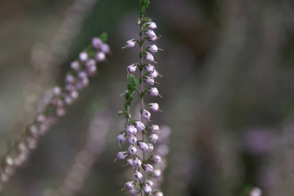 Lavendel Blommor Trädgården — Stockfoto