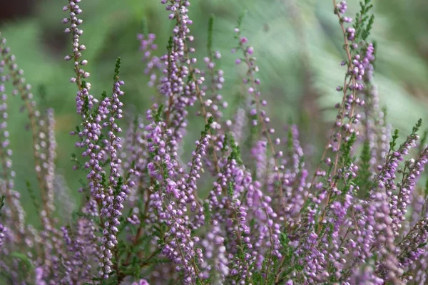 庭のラベンダーの花 — ストック写真