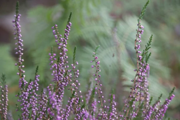 庭のラベンダーの花 — ストック写真