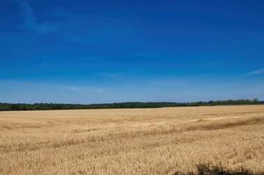 Yazın buğday tarlası