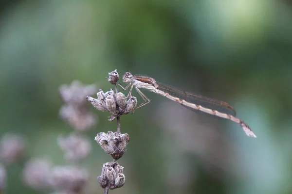 Dragonfly Flower — Stock Photo, Image