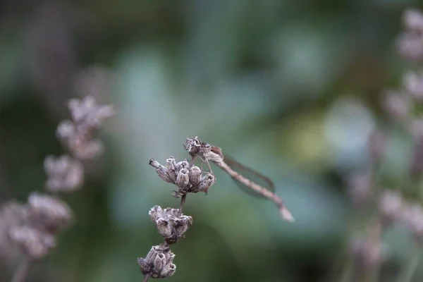 Libelle Auf Einer Blume — Stockfoto