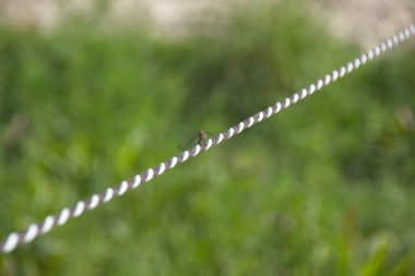 Bir yusufçuğa yaklaş