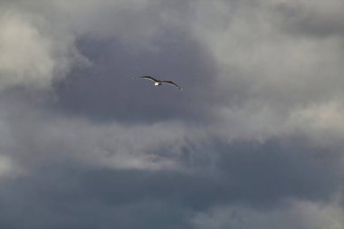 Kuşlar gökyüzünde uçuyor